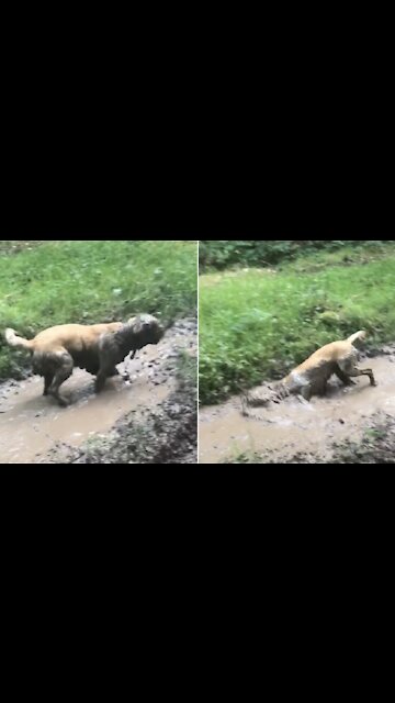 Filthy dog just can't stop rolling in the mud