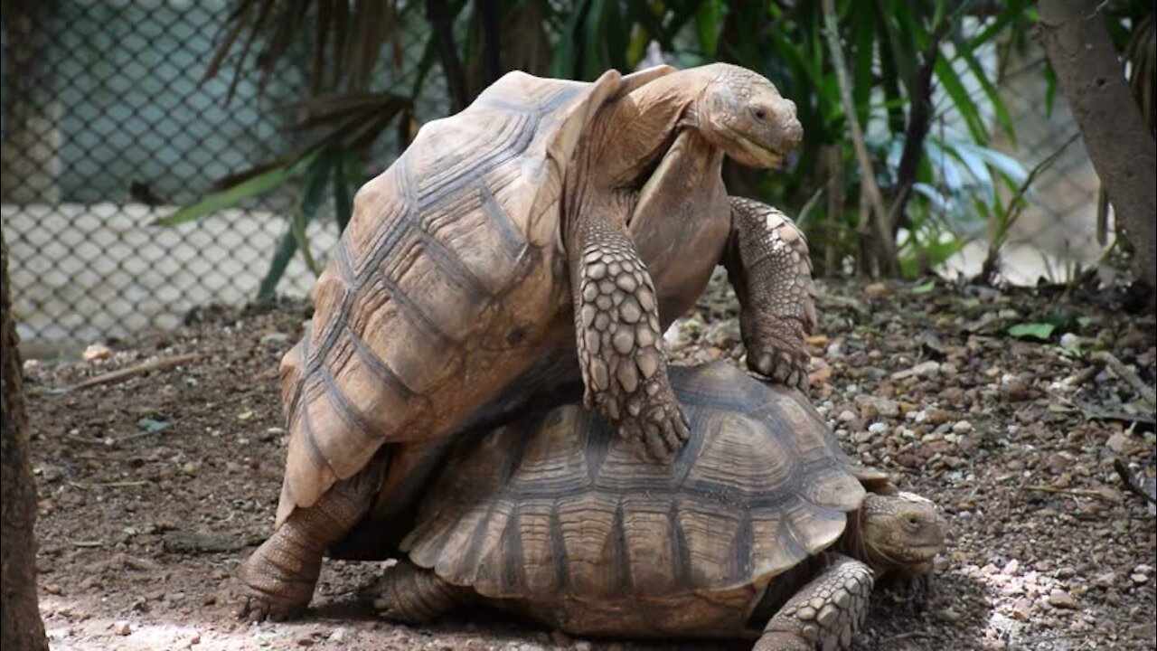 Mating of turtles in the wild