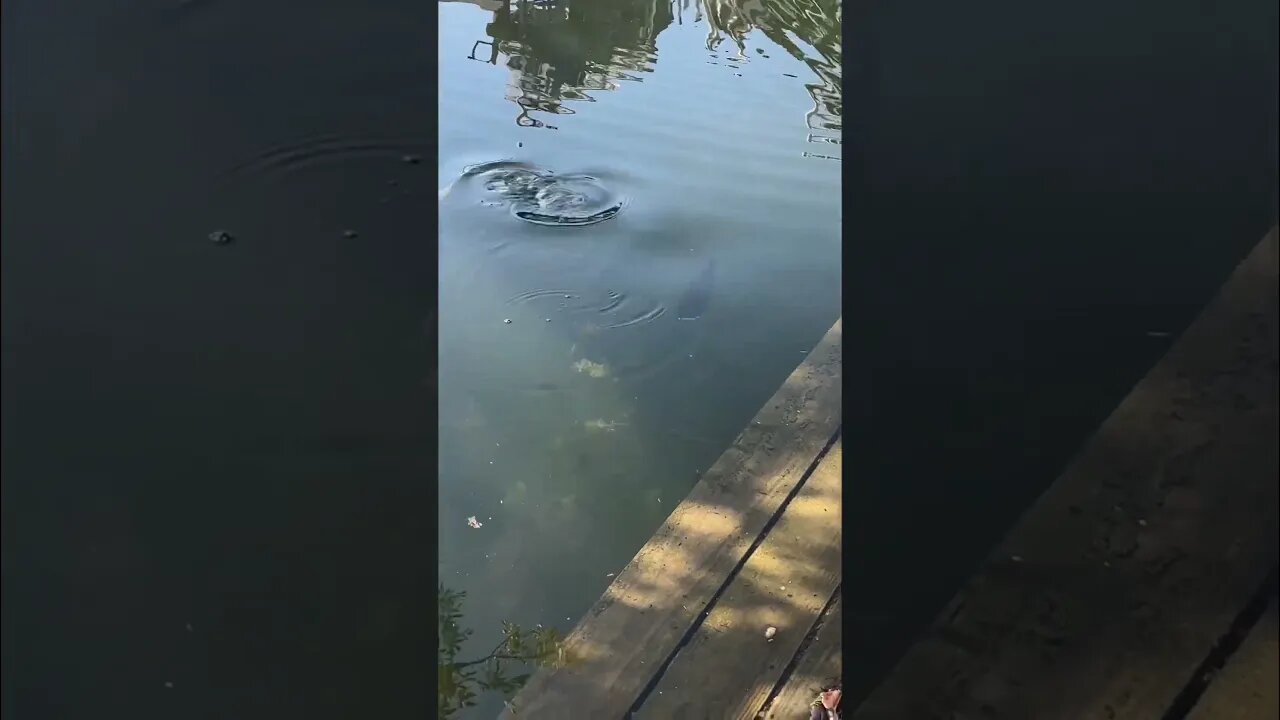 Love when a shadow pops out from under a dock! #fishing #bassfishing #bass #finessefishing #shorts
