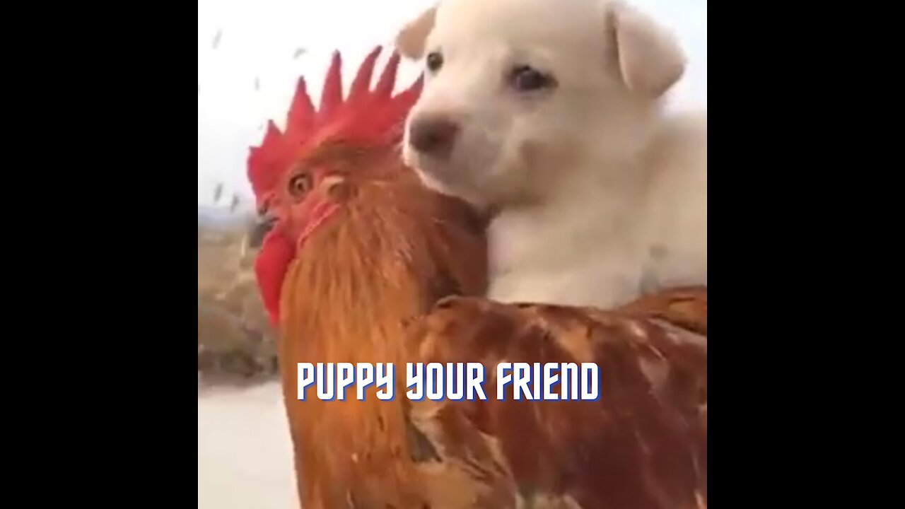 puppy your friend