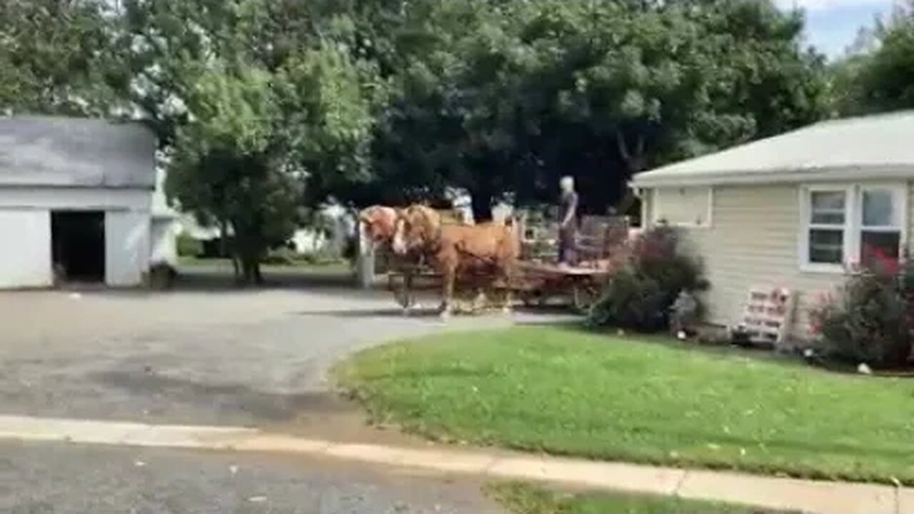 Amish Girl & Her Draft Horses