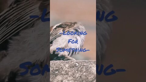 Looking For Something