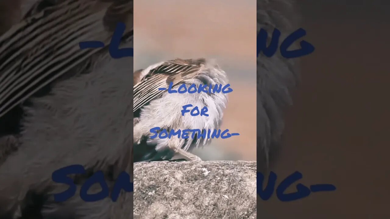 Looking For Something