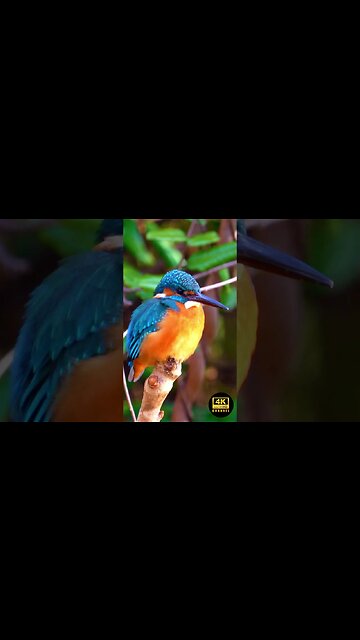 Love Bird 4K Animal Sleep Song Music Tv - lovebird singing & chirping sounds - green fischer pair