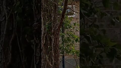 Brick and Stone House. #brick #work #shortsfeed #shortvideo #shortsviral #shorts #shortsyoutube