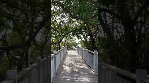 Canopy of trees!!!￼