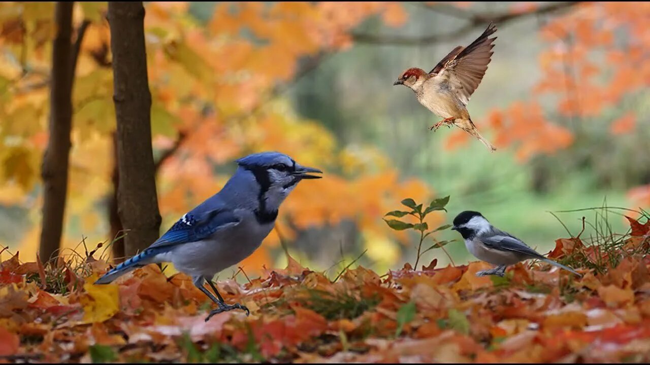 Autumn Birds Singing Nature Soothing Sound for Study and Sleep