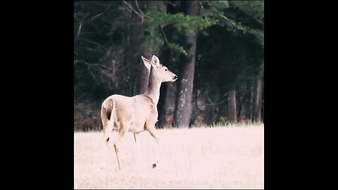 Deer in Chickamauga