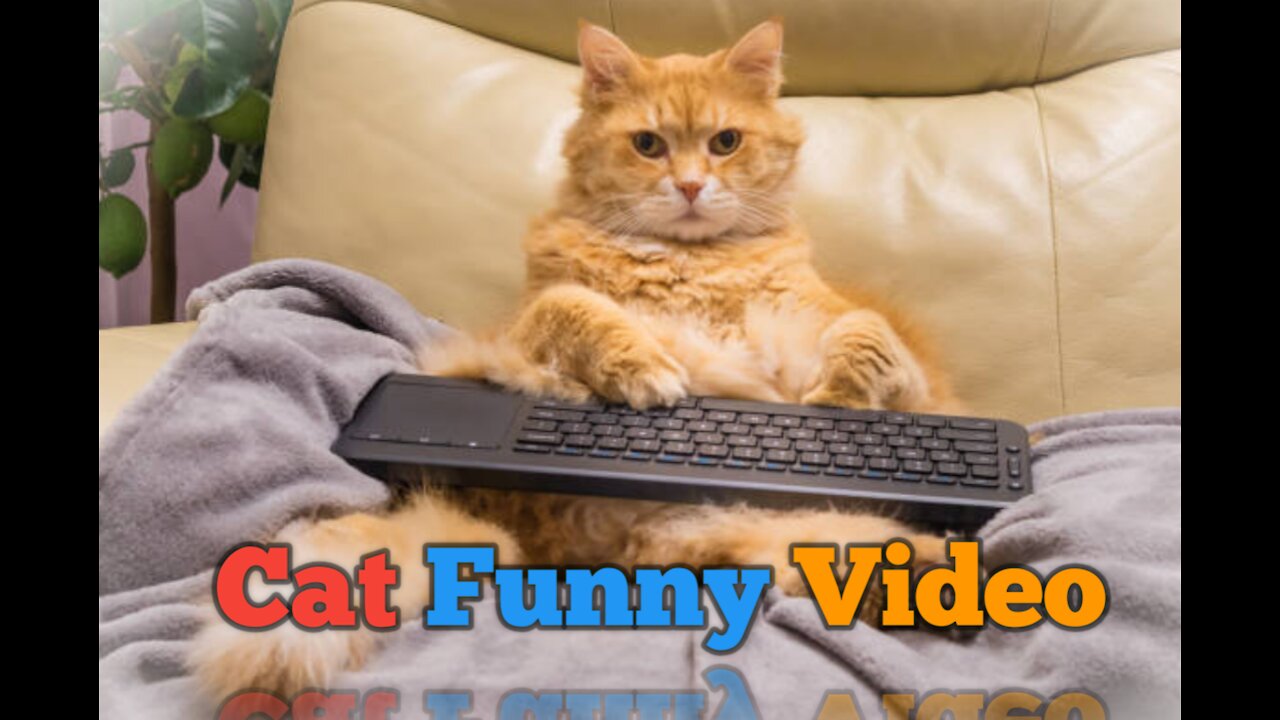 Best of the 2021 Cat funny video