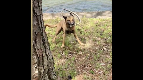 Belgian Malinois slings snake in half.