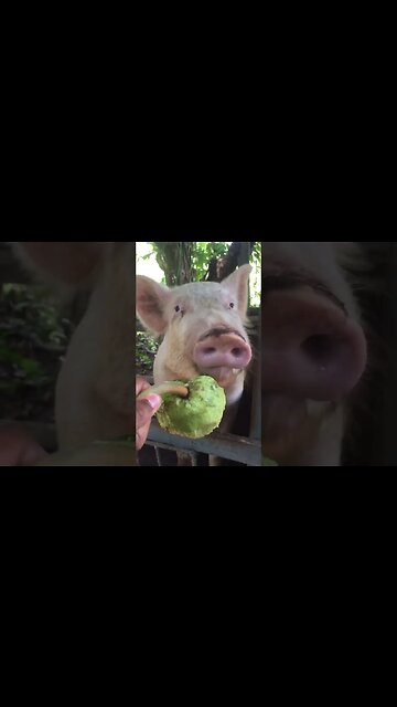 How To Feed Breadfruit To Pig