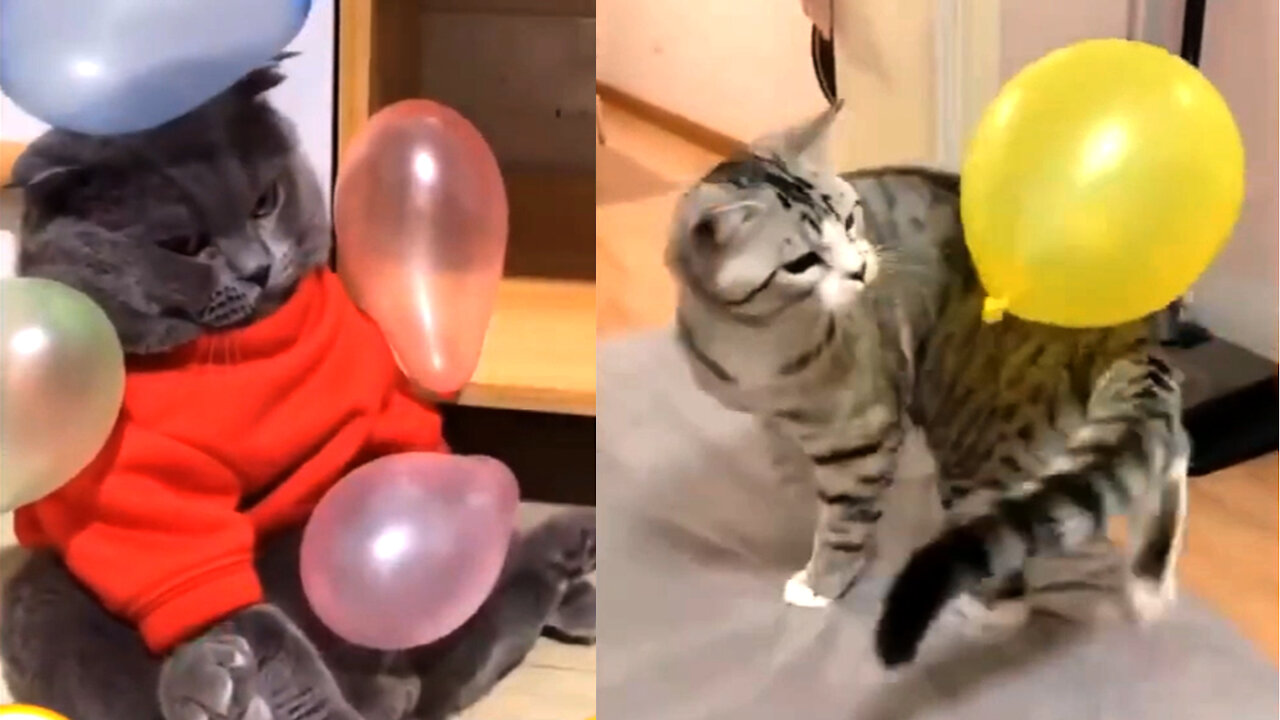 Awesome funny video of beautiful cats episode #02