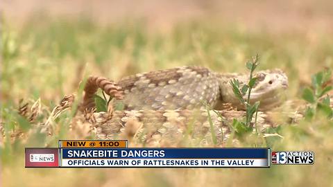 What you need to know for Las Vegas rattlesnake season