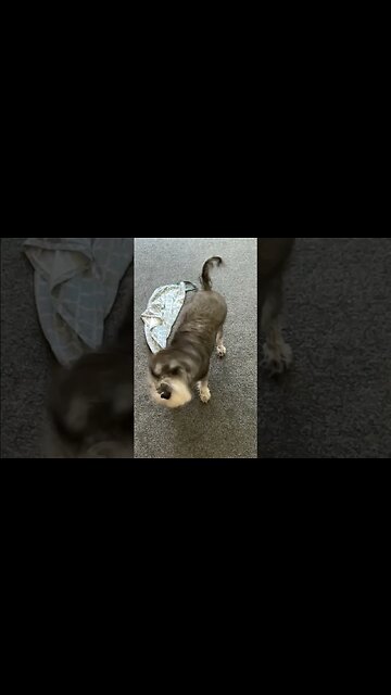 Slow Motion Shake with PIXEL #dogshorts ￼￼