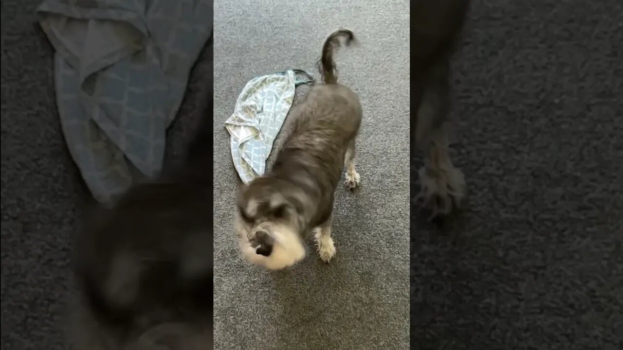 Slow Motion Shake with PIXEL #dogshorts ￼￼