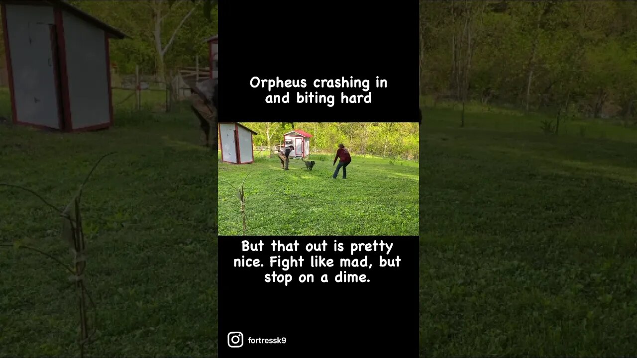 Strong fight and strong out. #protectiondog #dutchshepherd