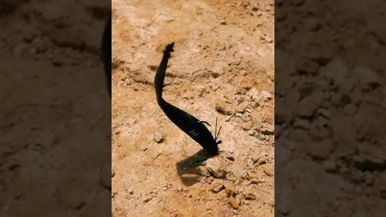 You NEED to See This Bait's Underwater Action