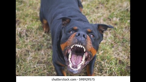 How to make your dog fully aggressive with just simple tips