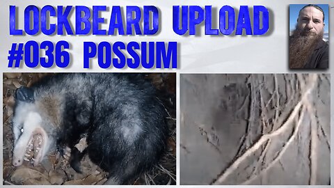 UPLOAD #036. Possum