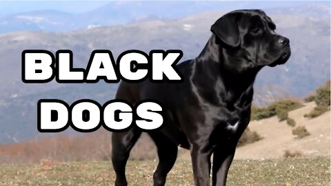 TOP 3 BLACK DOG BREEDS IN THE WORLD BLACK DOGS