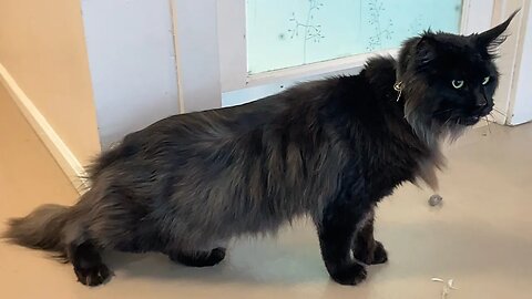 Zeus lord of Lightening | MAINE COON FULL GROOM