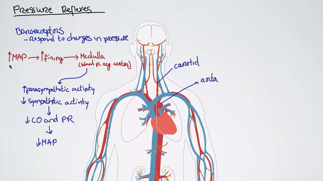 Pressure Reflexes and Mean Arterial Pressure