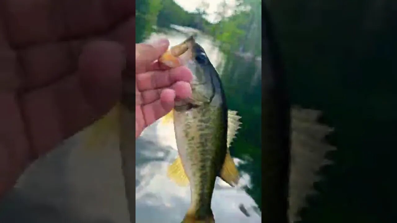 Healthy bass! On the wacky rig