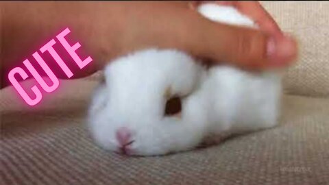 Bunny Cuteness is Next Level 'AWWW'