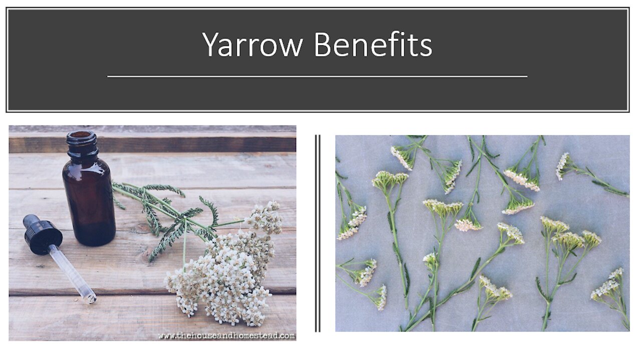 Yarrow Benefits