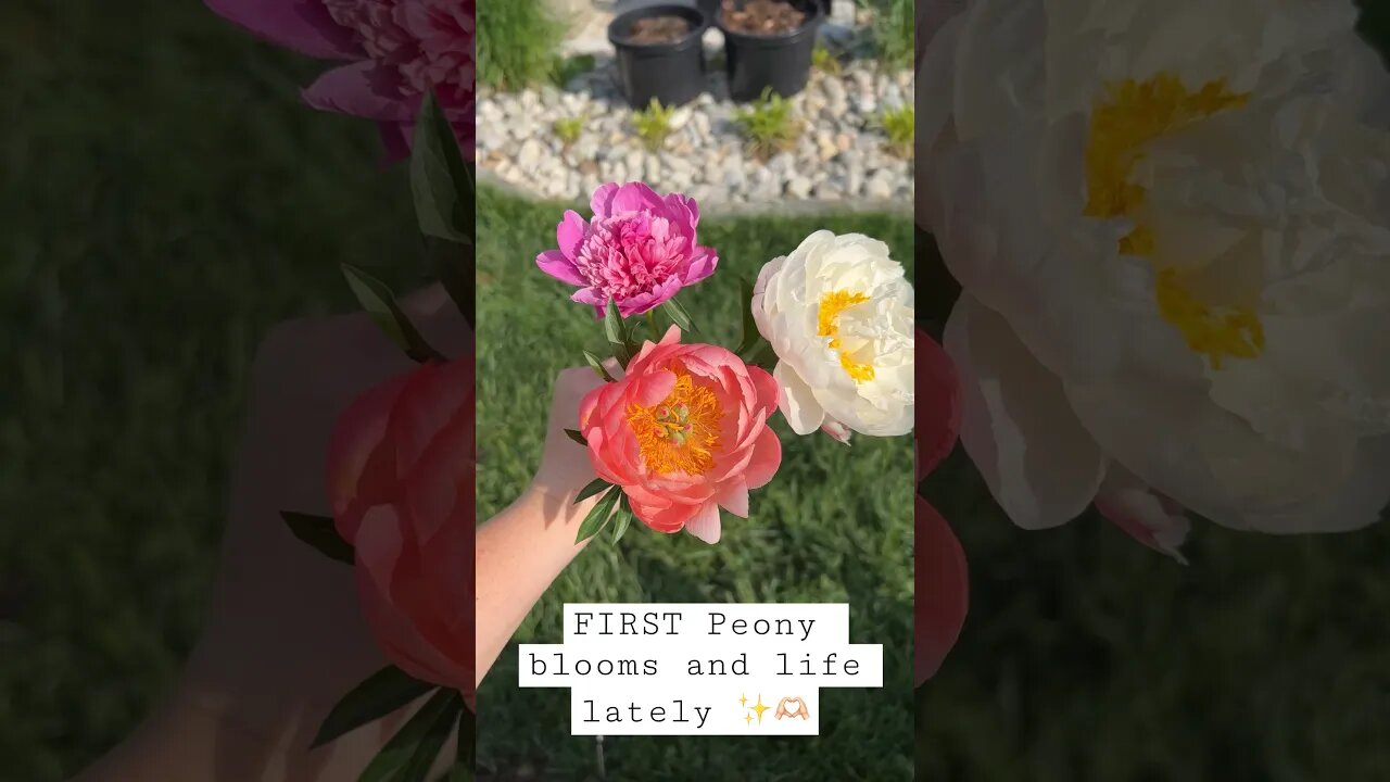 FIRST peony blooms! And a little recap of life lately ✨🫶🏻 #landscapingideas #gardendesign