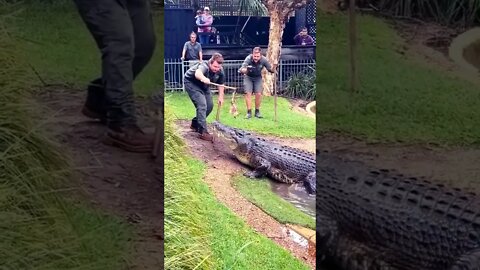 Feeding a Gaint Saltwater Crocodile 🐊 😋 😍