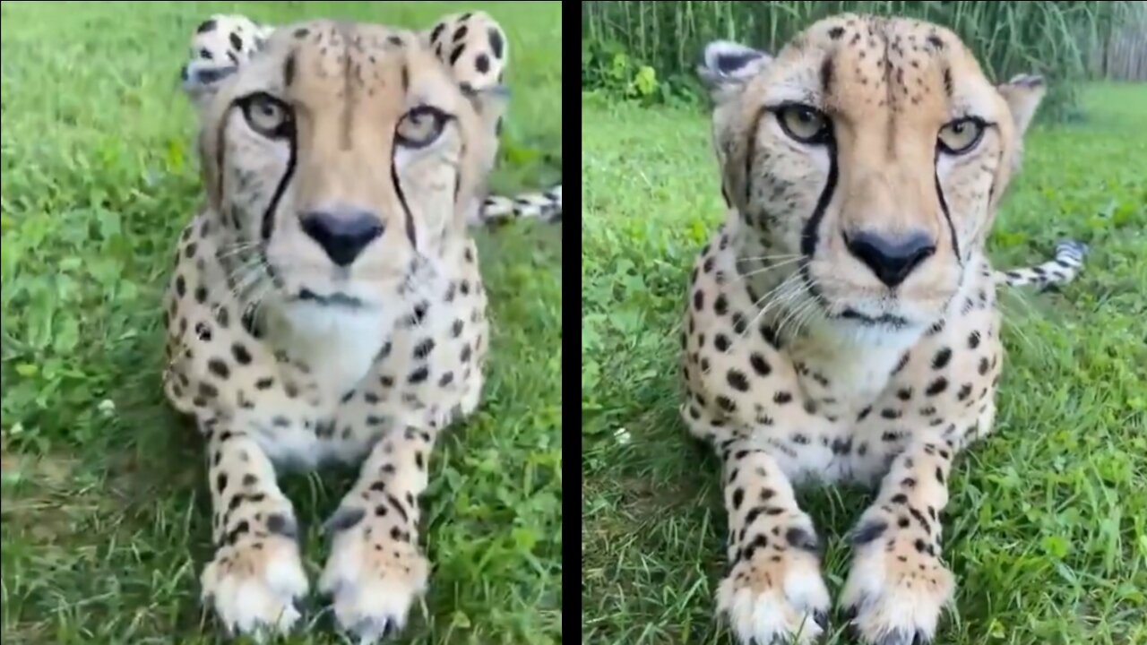 Cheetah 🐆