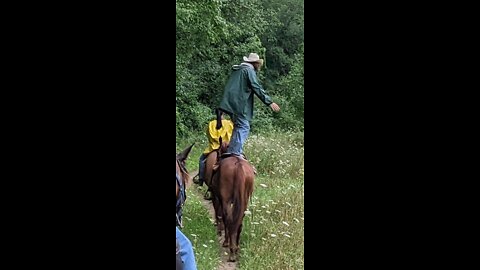 Joel standing on Bella at a walk on Waterloo trail ride 13 Aug 2022