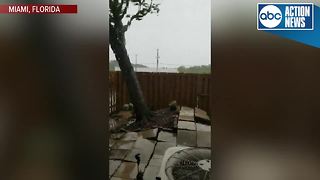 Tree gets knocked down by Hurricane Irma winds in Miami