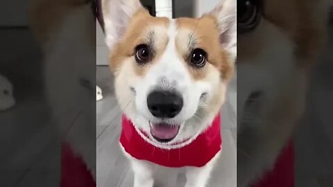 Holiday doggie