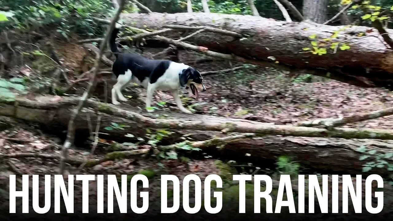 Hunting Dog Training