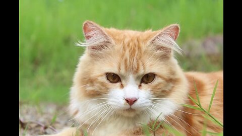 Cute cat