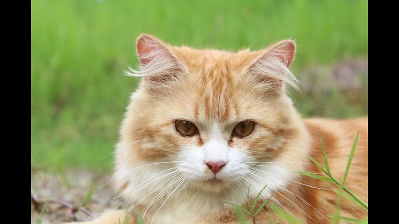 Cute cat