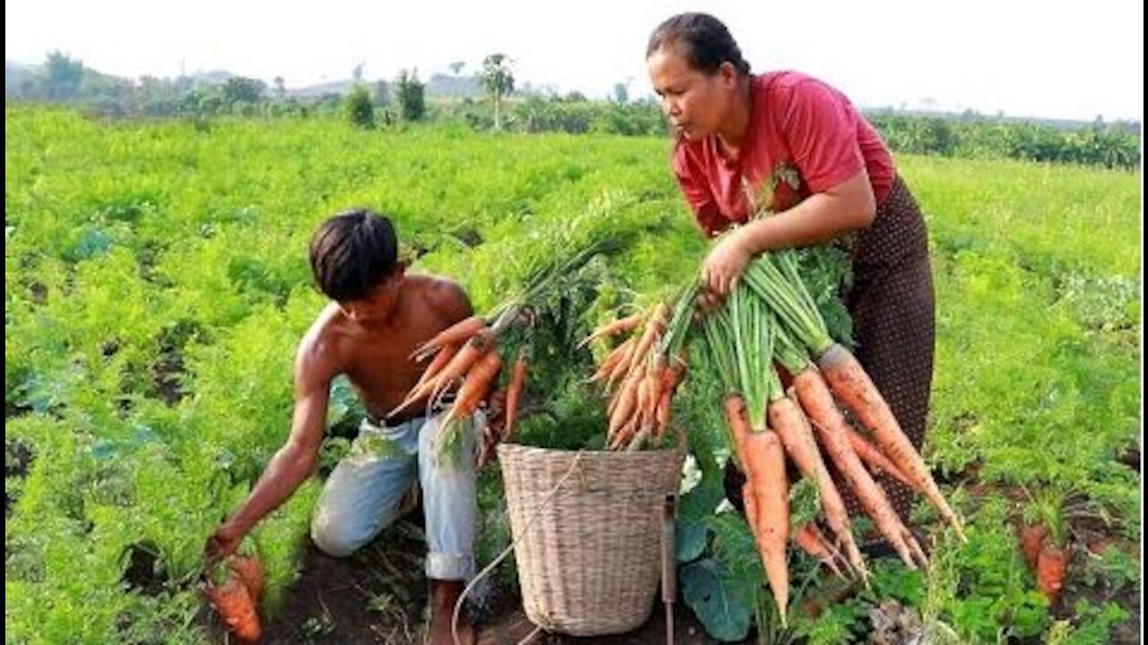 Found carrots & ​cooking fish with taro for my pet -Eating delicious HD