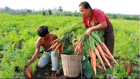 Found carrots & ​cooking fish with taro for my pet -Eating delicious HD