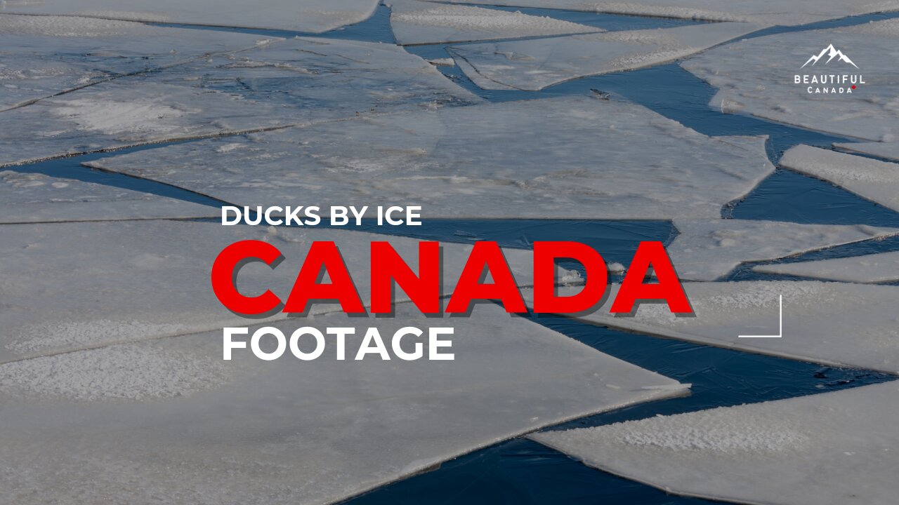 Ducks By Ice