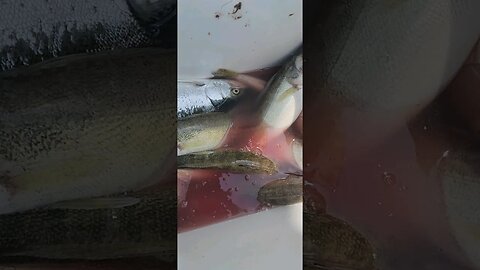5 man limit of walleye a nice steelhead and a perch 07-06-2023 #lakeerie #walleyefishing #walleye