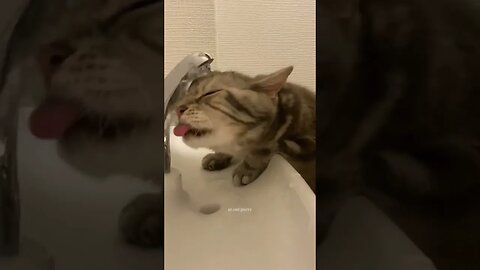 Crazy Cats Series pt.15 #shorts #short #cat #cats #funny #reels #animals #trending