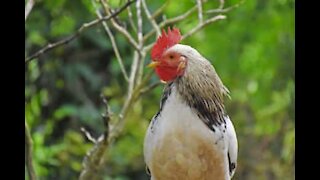 Ce vieux coq aigri d'en prend à tout ce qui bouge!