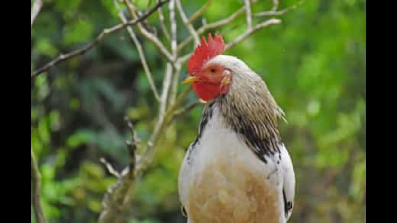 Ce vieux coq aigri d'en prend à tout ce qui bouge!