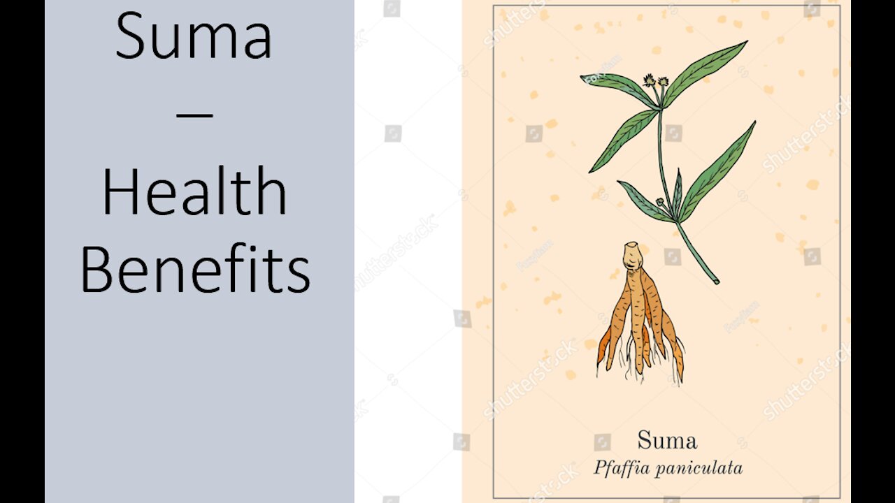 Suma - Pfaffia paniculata - Brazillian Ginseng - Health Benefits