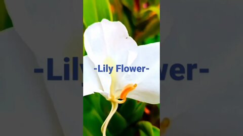 Lily Flower