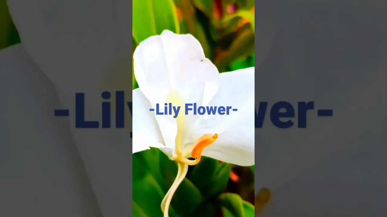 Lily Flower