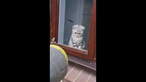 Funny Cat Videos In Time With A Song