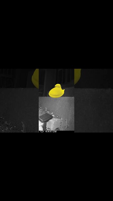 A Marshmallow Peep Visits! #Shorts 🤔